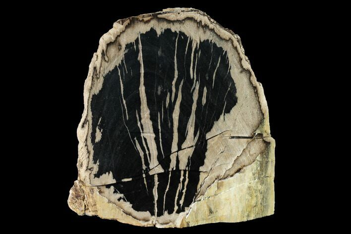 Tall, Petrified Wood (Schinoxylon) Stand-up - Wyoming #166105